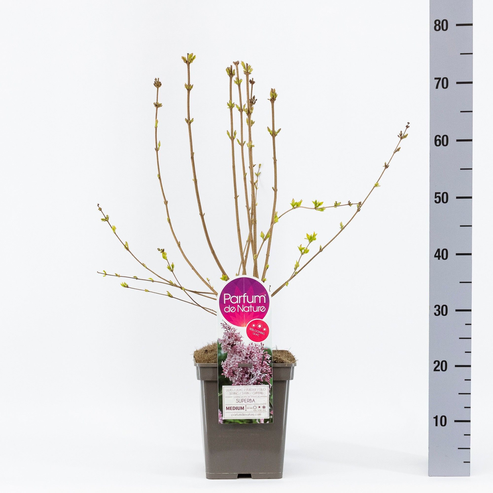 Syringa micr. Superba, C5, D 23 cm