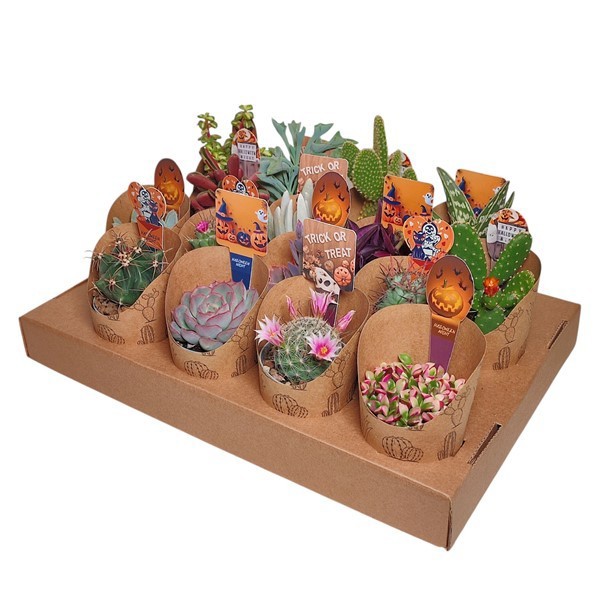 MIX CACTUS AND SUCCULENT Ø 6.5 WITH ECO-FRIENDLY POT COVER AND AUTUMN PICK-SUSTAINABLE 16 PCS (CACTUS EN SUCCULENTEN), D 6,5