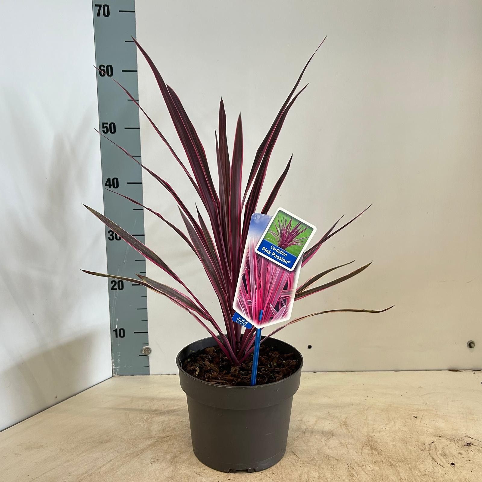 Cordyline australis 'Pink Passion', D 19 cm