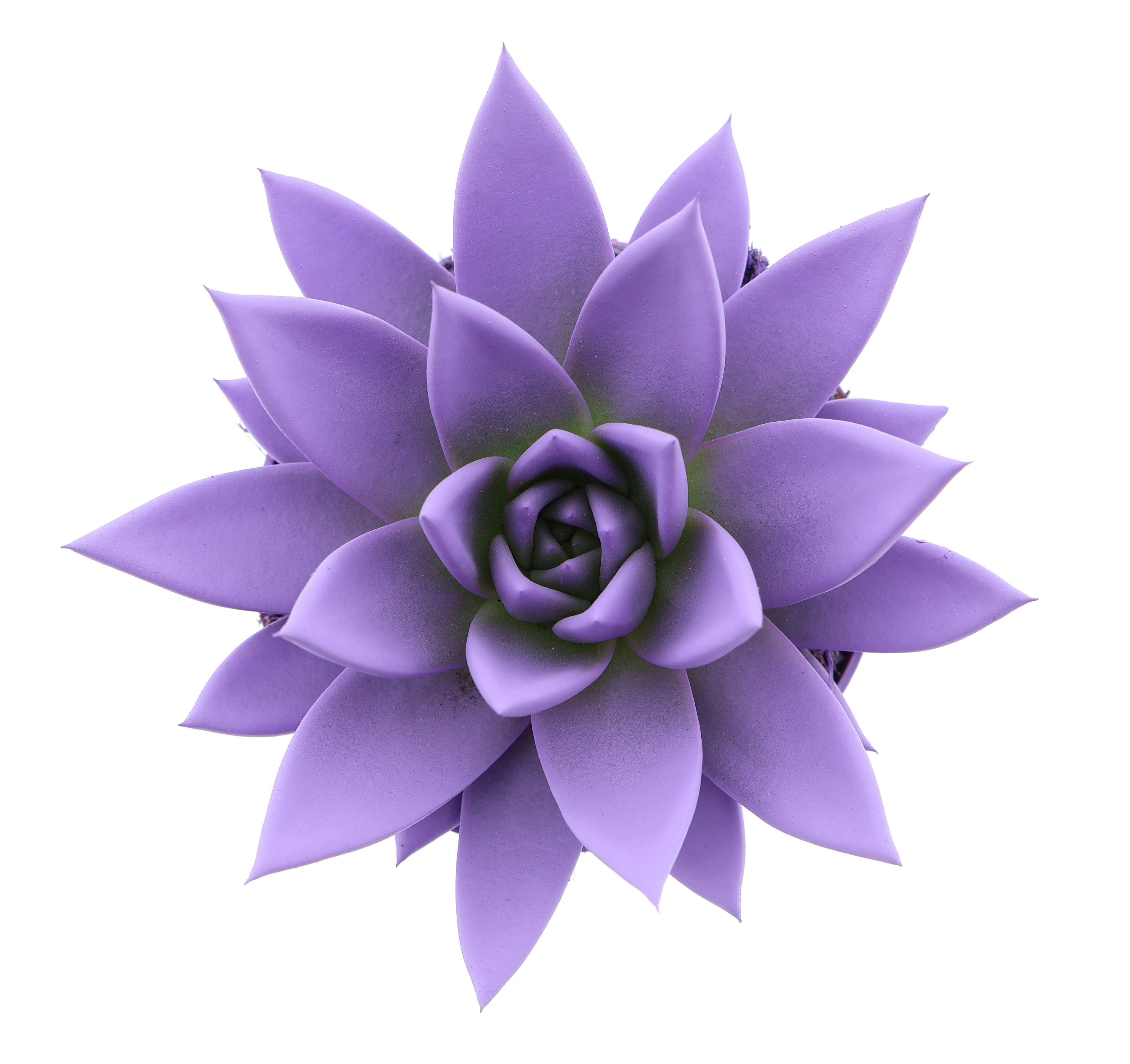 Rainbow purple, D 10,5