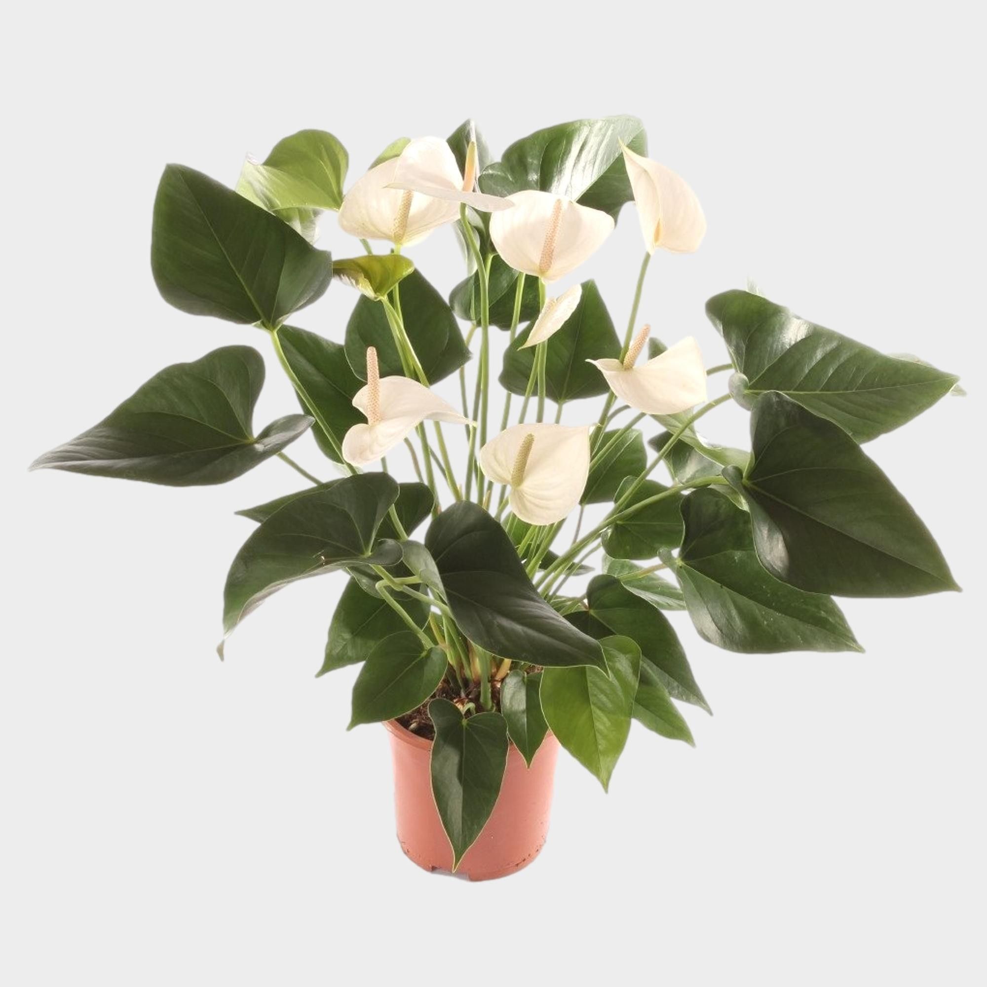 Anth. White Winner P17., D 17