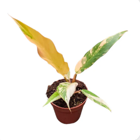 Philodendron Caramel Marble, D 10,5