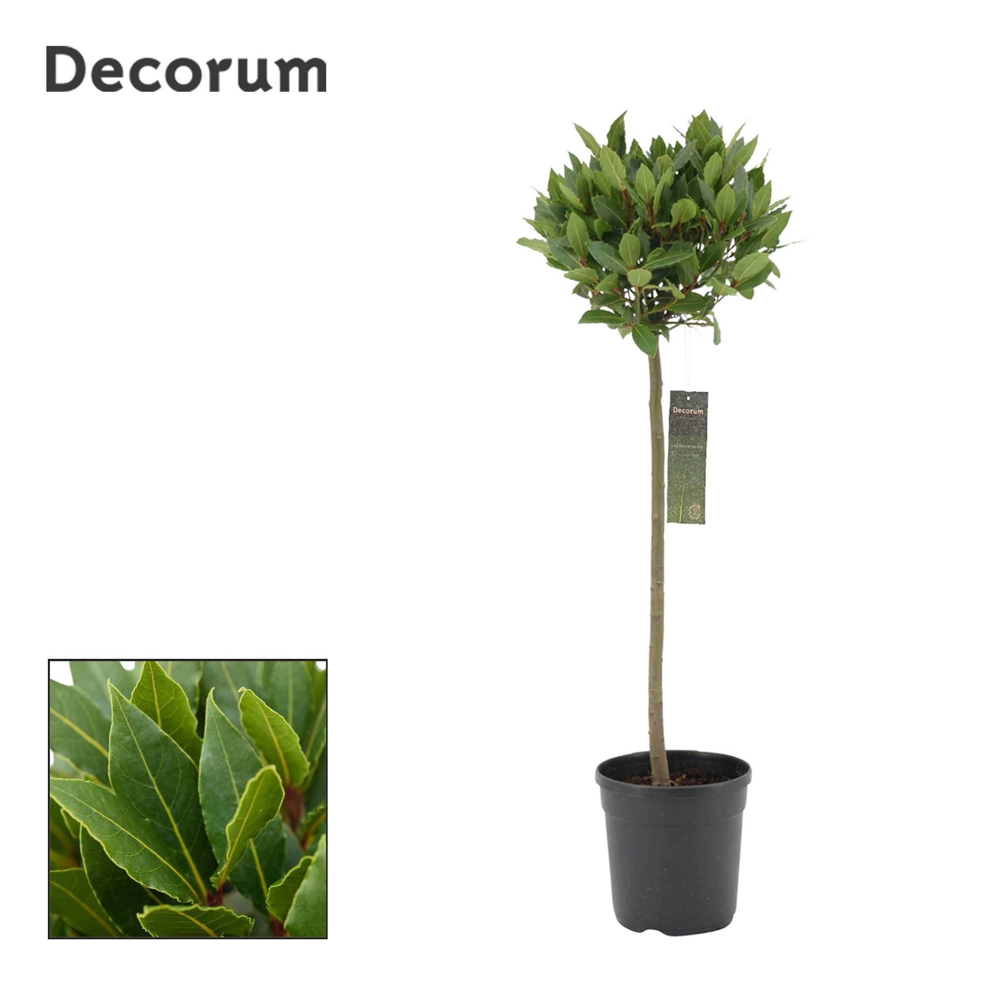 Laurus nobilis Bol op stam, D 20