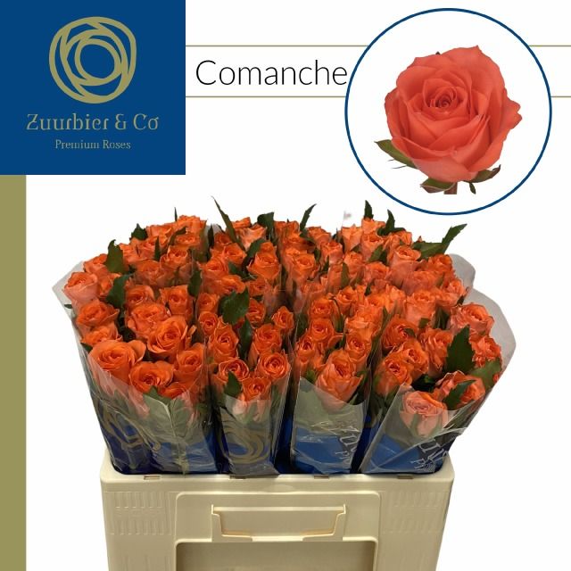 Роза од. Команчи 50, шт.
