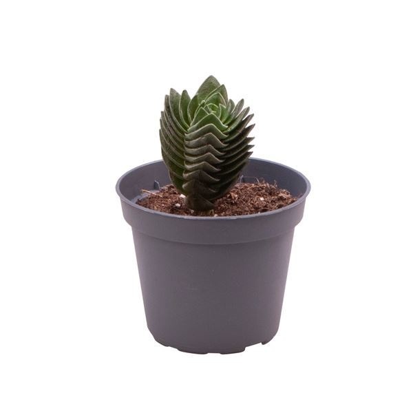 Crassula Buddha�s Temple, D 6 cm Crassula Buddha�s Temple, D 6 cm