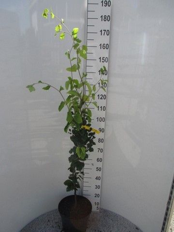 Fagus sylv. Dawyck 120-140P30, D 30 cm