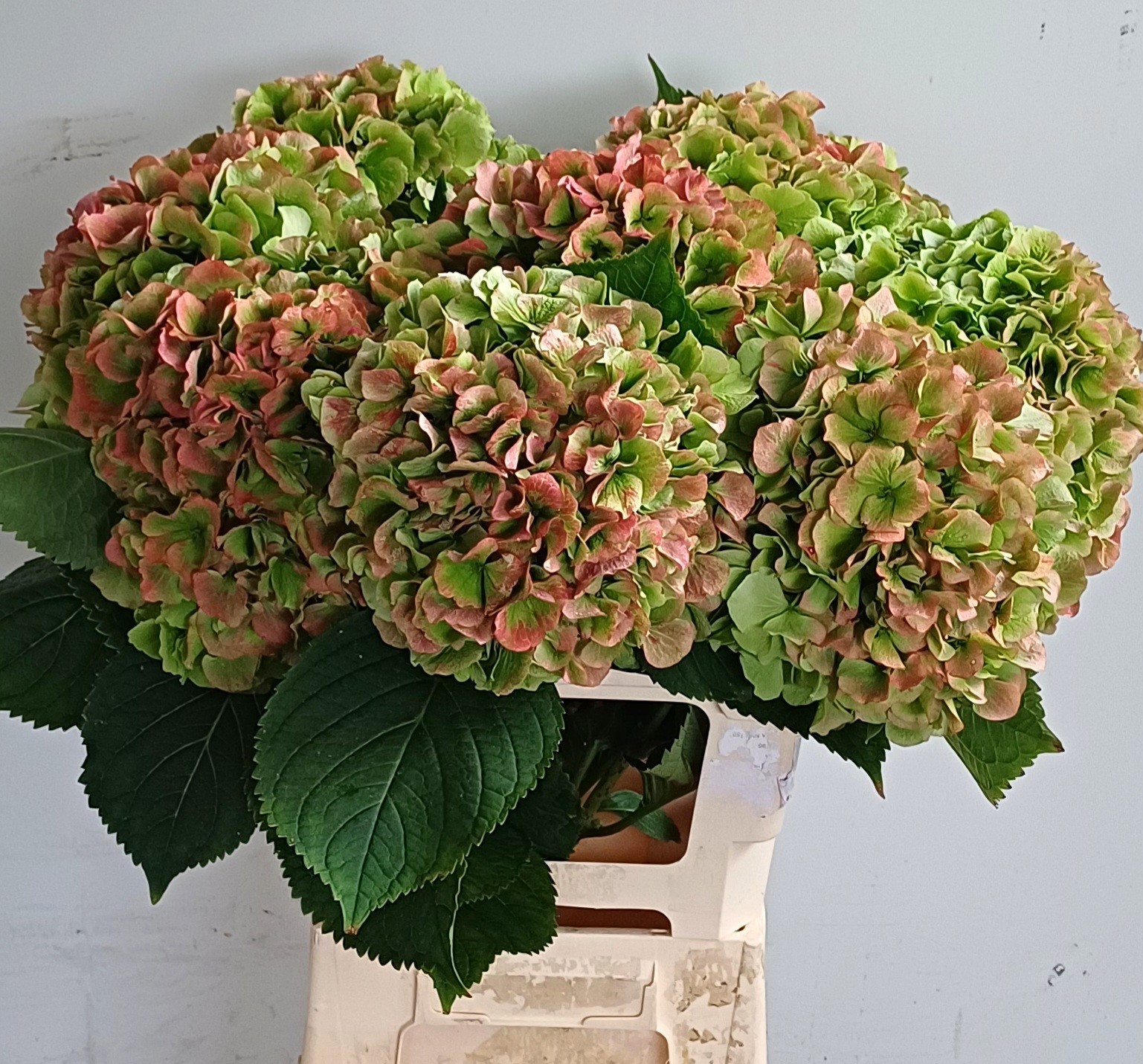 Гортензия Верена Классик 65, шт.