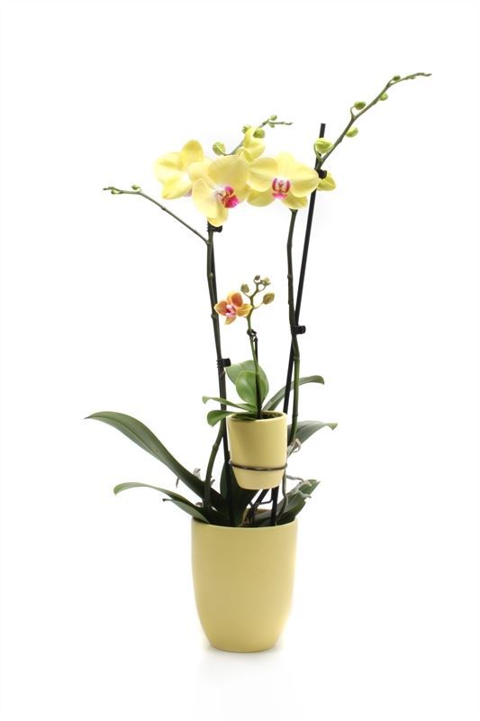 Hugo p12 citrus Phal yellow 2T + Tiny Dolls yellow 1T, D 12