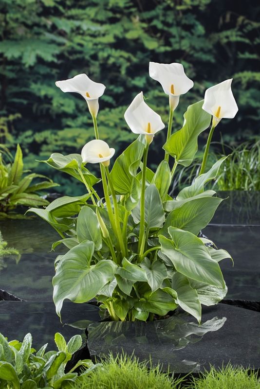 Zantedeschia aethiopica, D 9