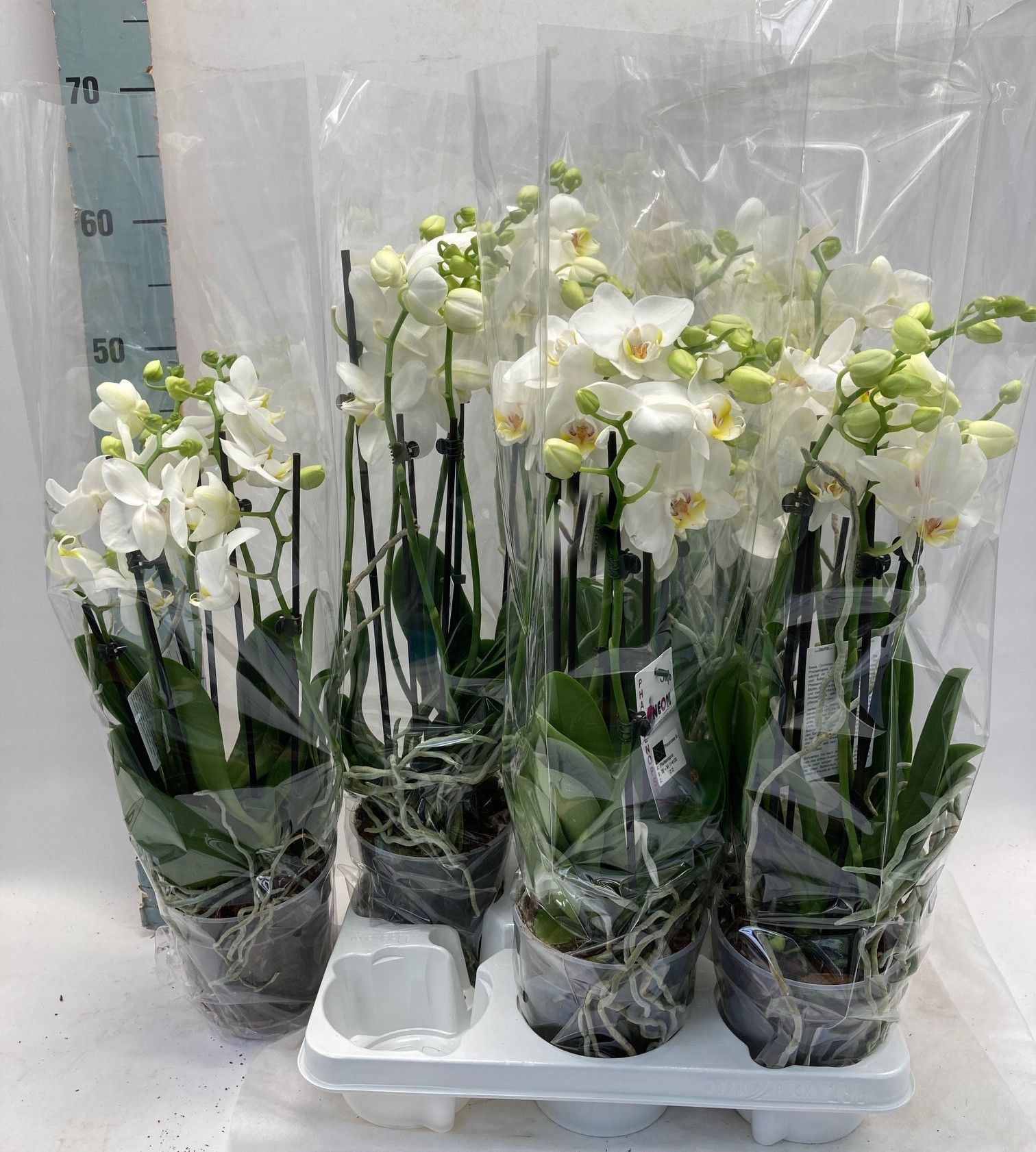 Phal. 5+ tak 'weiß' 12 cm Topf 'Two of Us', D 12 cm