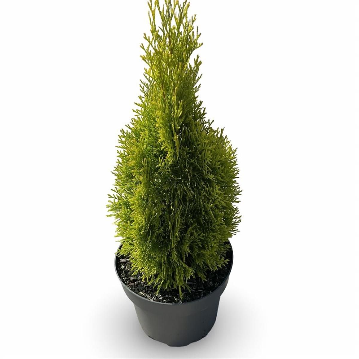 Thuja occ. Golden Smaragd, D 21
