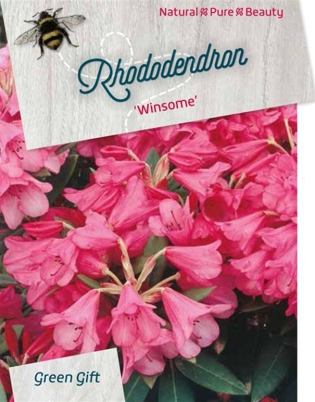 Rhododendron 'Winsome', D 38