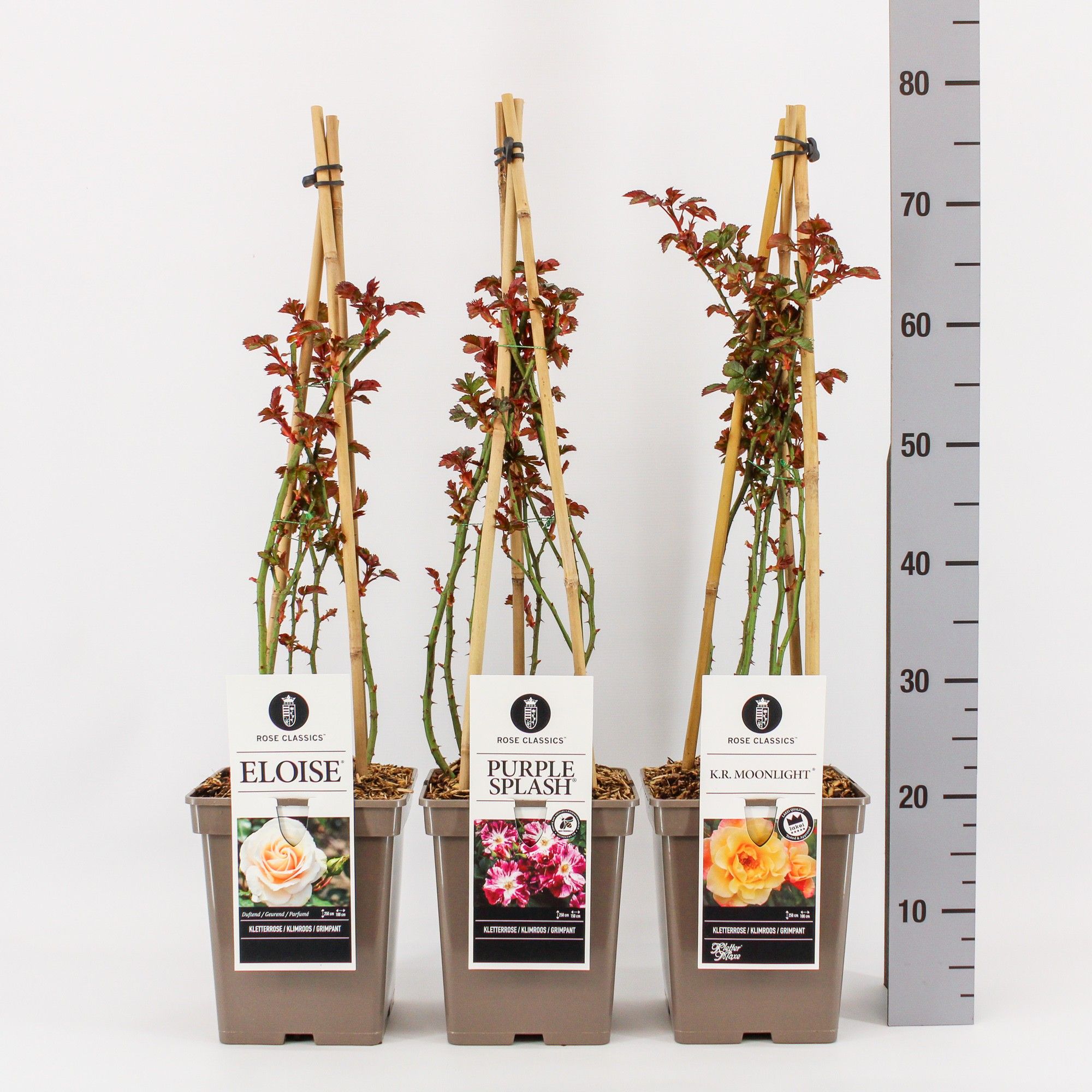Rose Classics klimroos (K) mix, C5, 4 stok 90 cm, D 23
