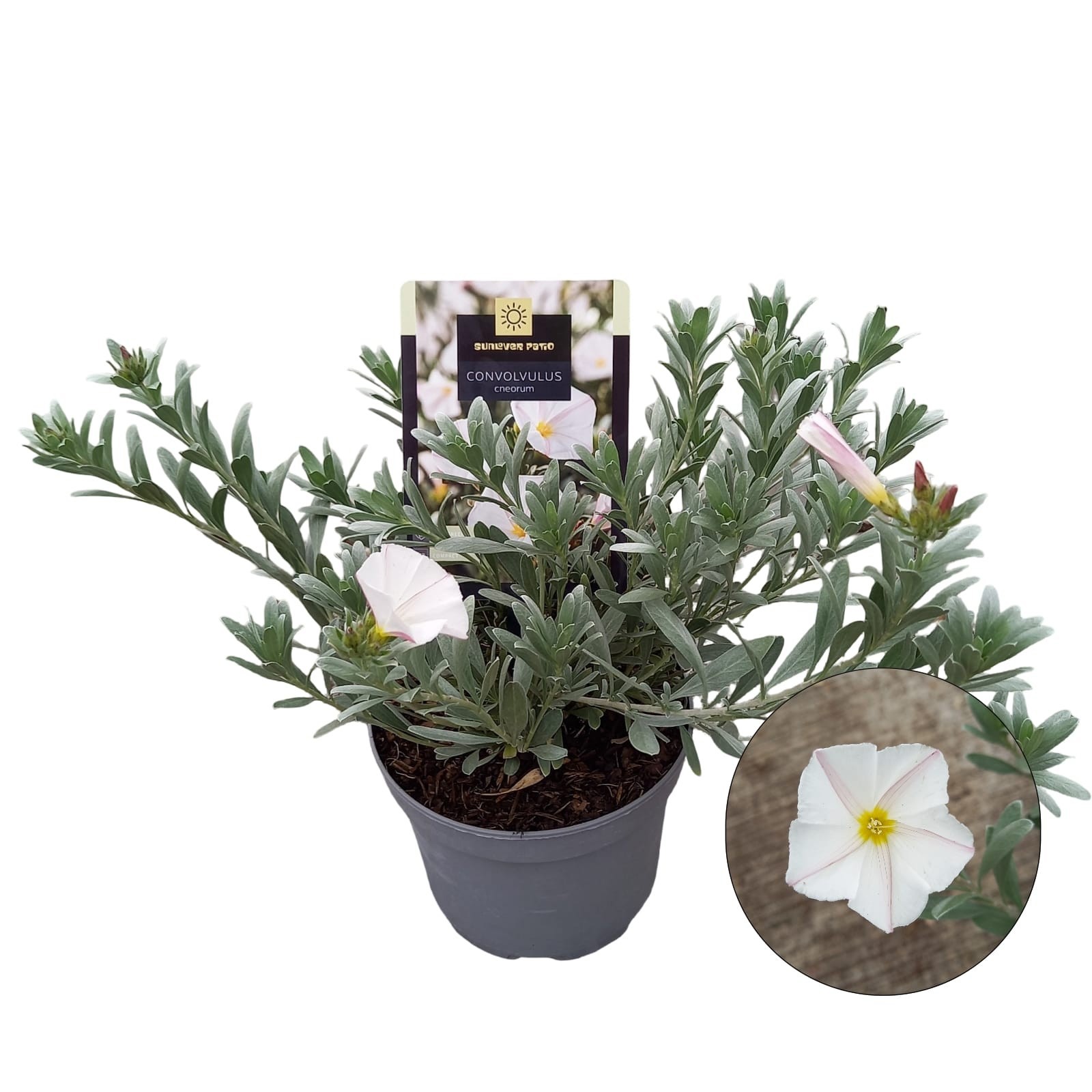 Convolvulus cneorum, D 17