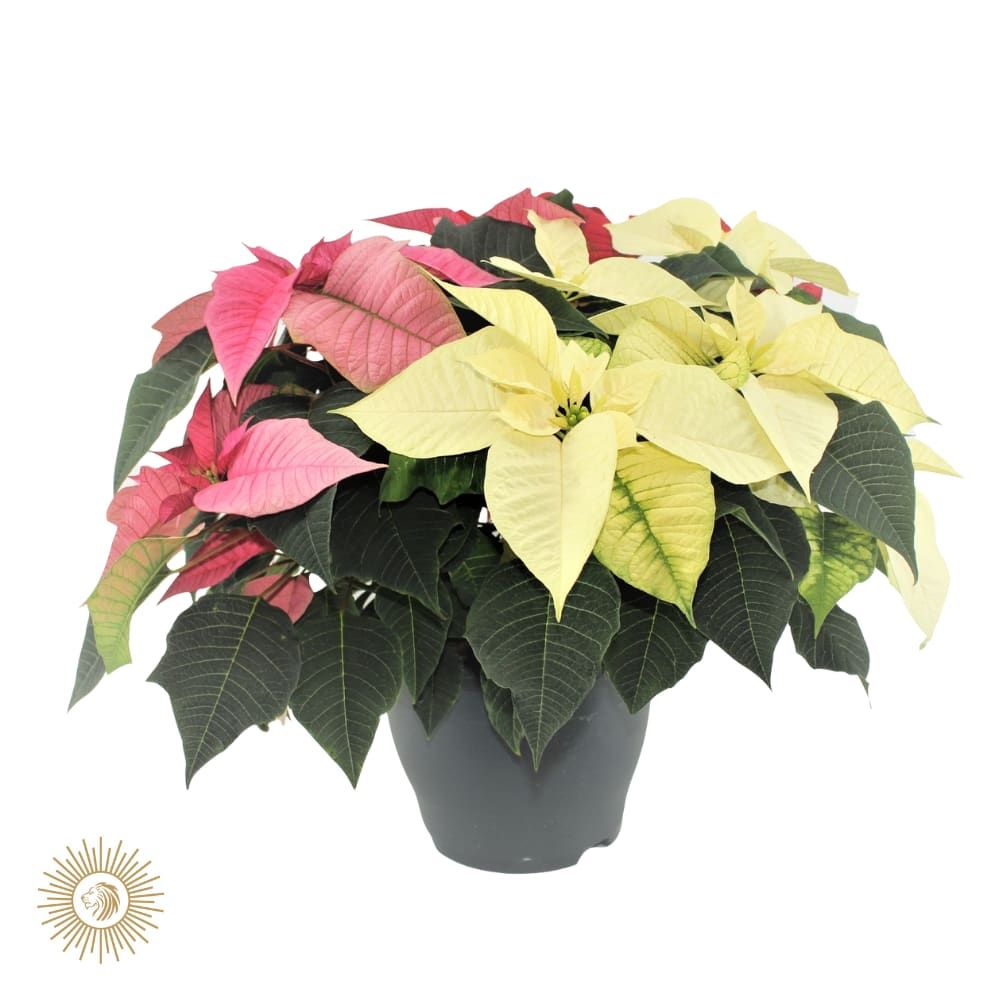 poinsettia xmas Feeling carnaval, D 21