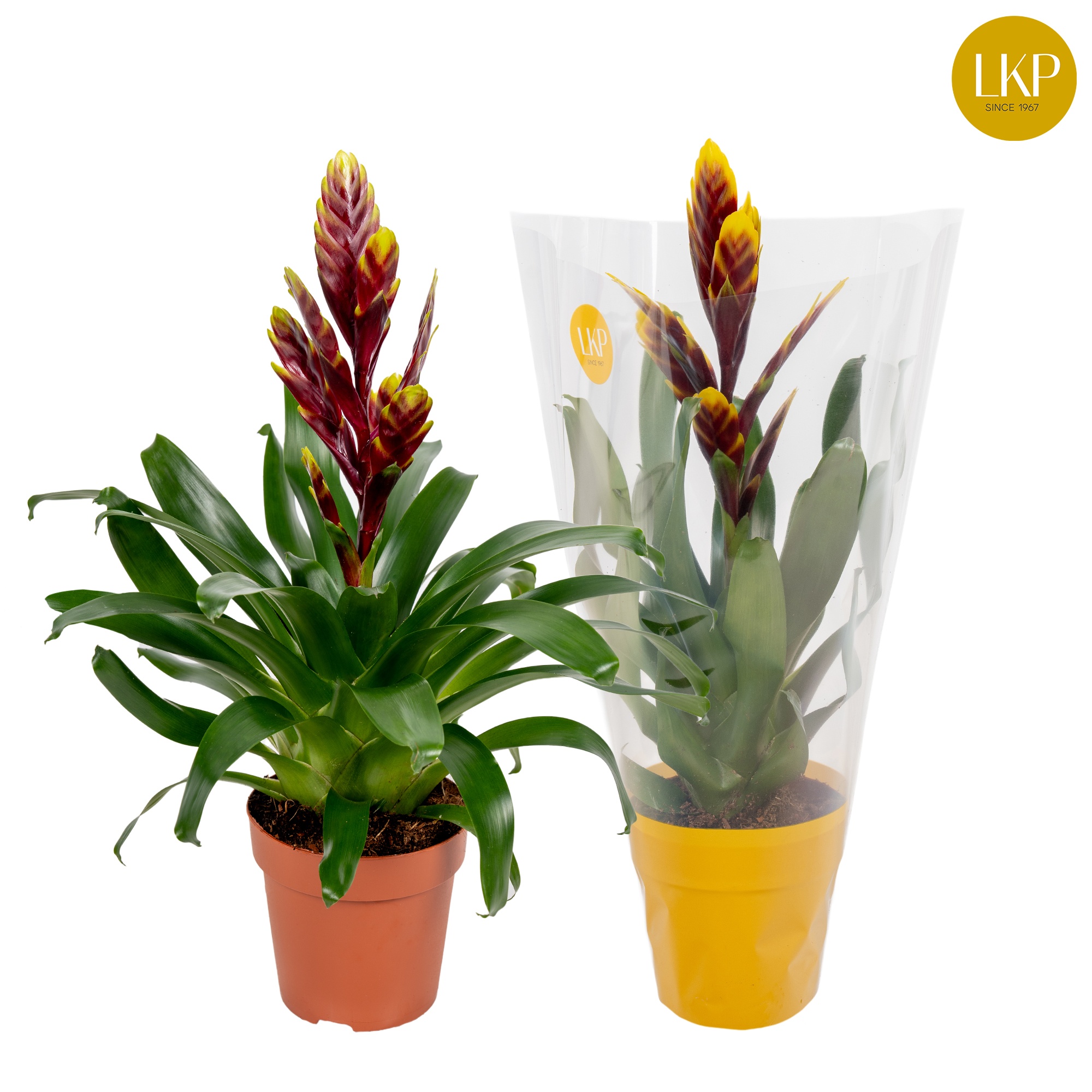 Vriesea Vogue Paars (Met Hoes), D 12