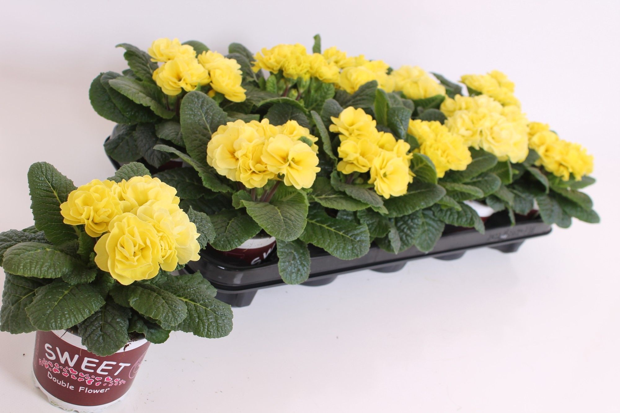 Primula Sweet Special - Rubens Light Yellow, D 11