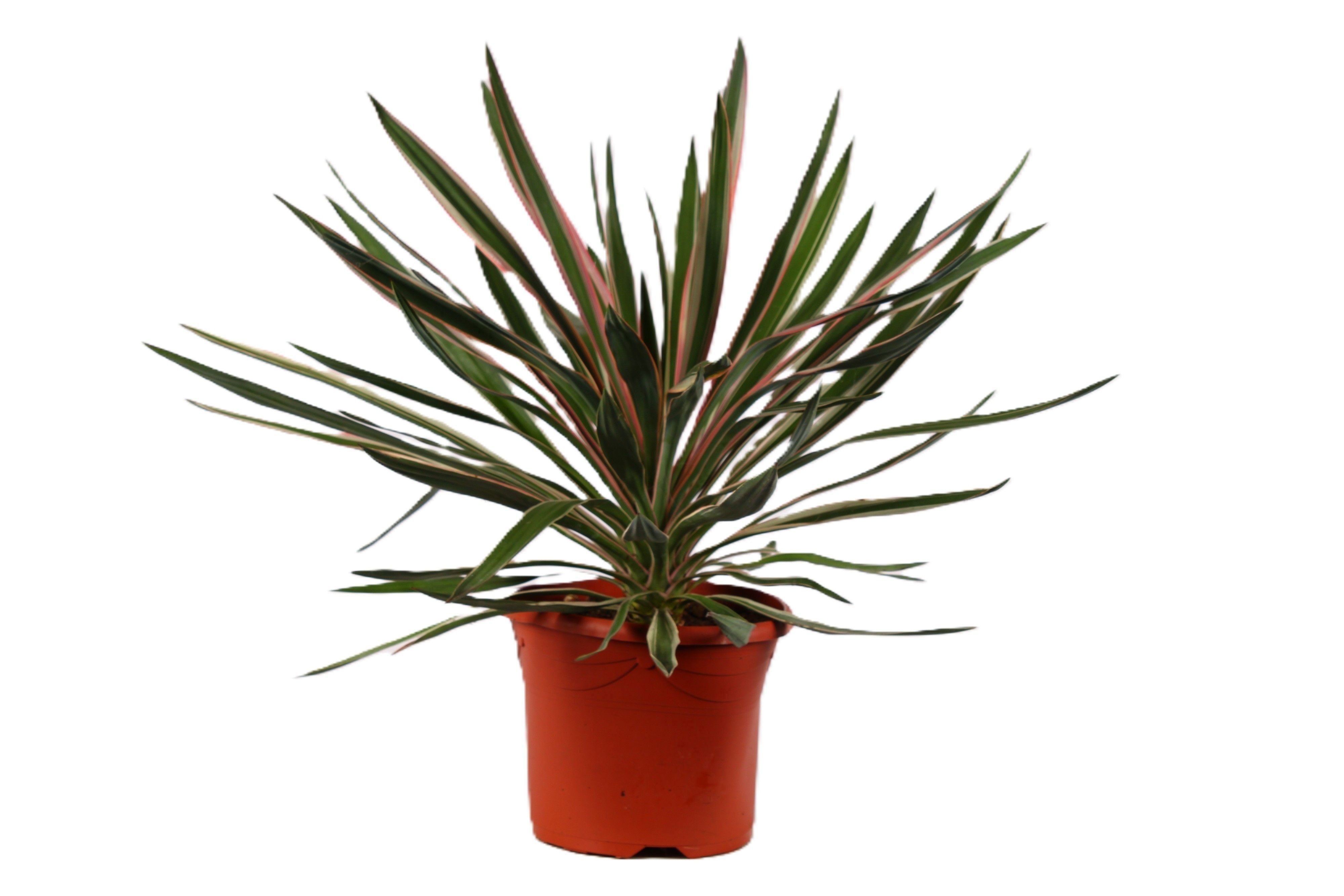 Yucca gloriosa Silver, D 26