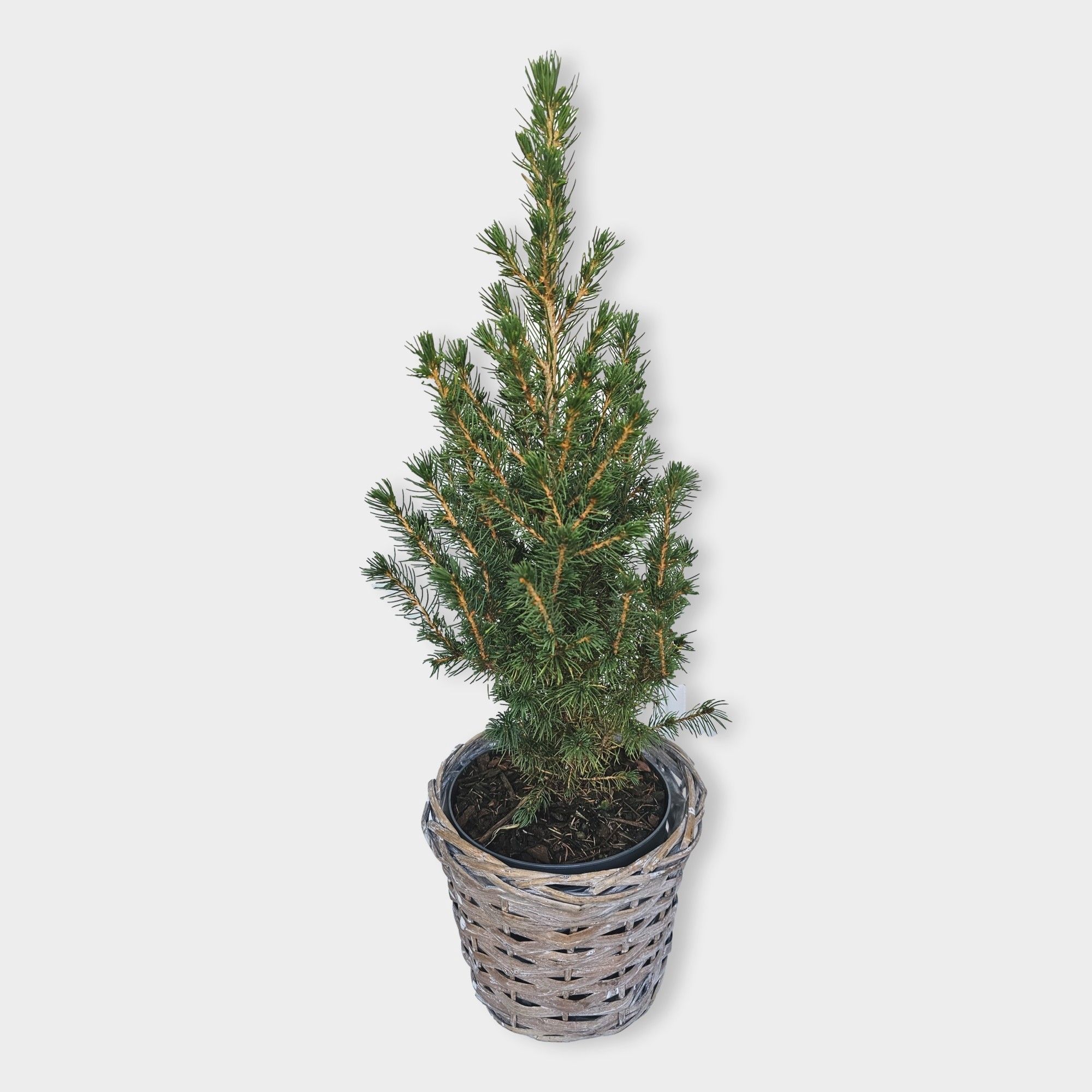 Picea glauca 'Conica' 55cm in mand, D 15 cm