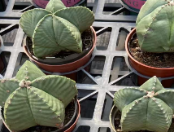 суккулент Феникс энд Джейд Феникс 9 12