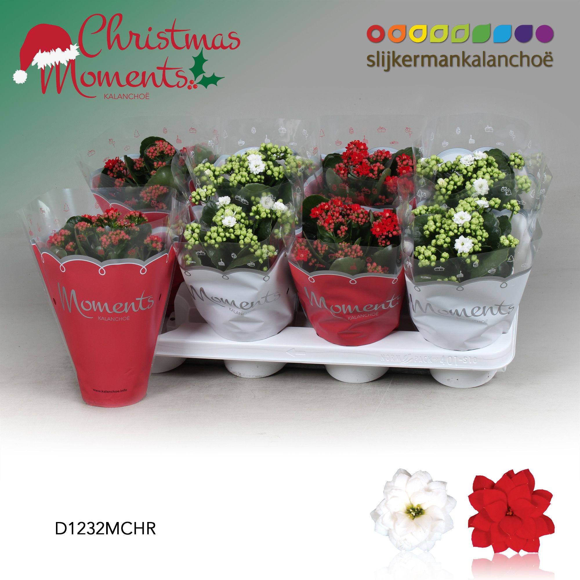 Kalanchoe Moments - Christmas Moments - kerst, D 12 cm