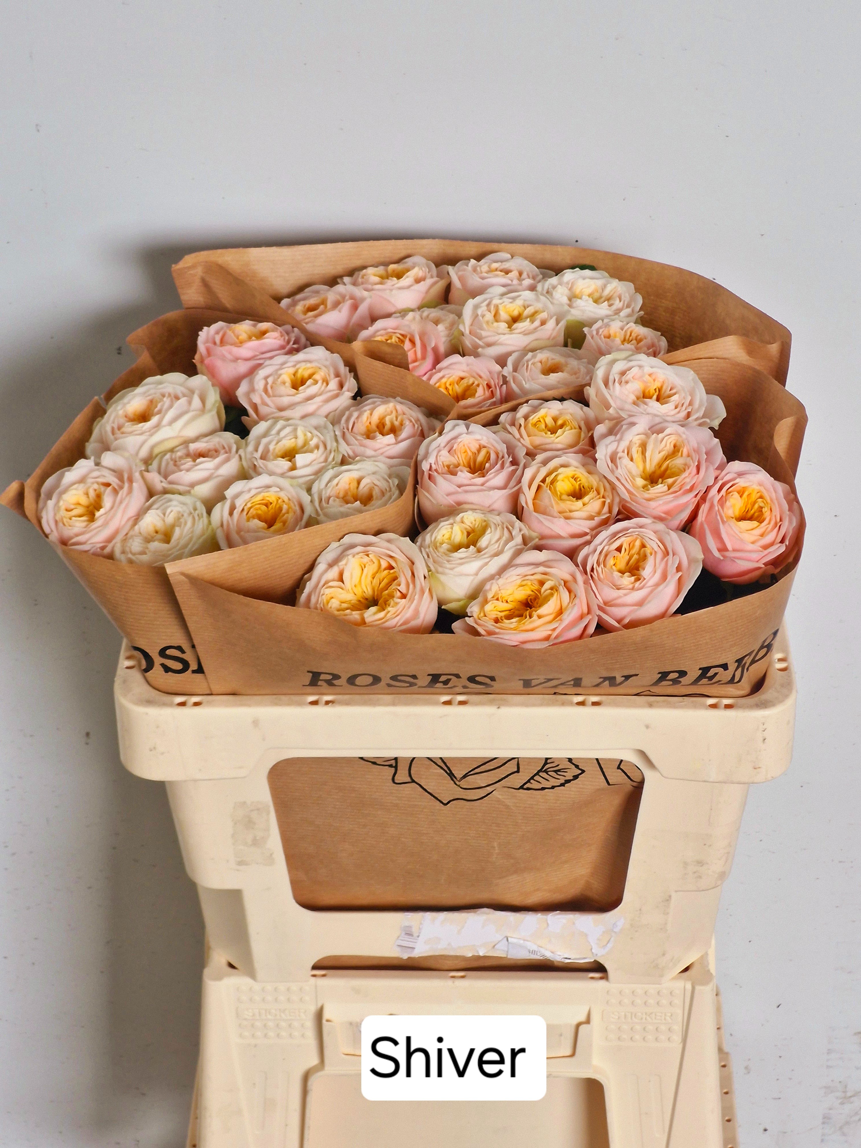 Роза од. Шивер! 50, шт. Роза од. Шивер! 50, шт.