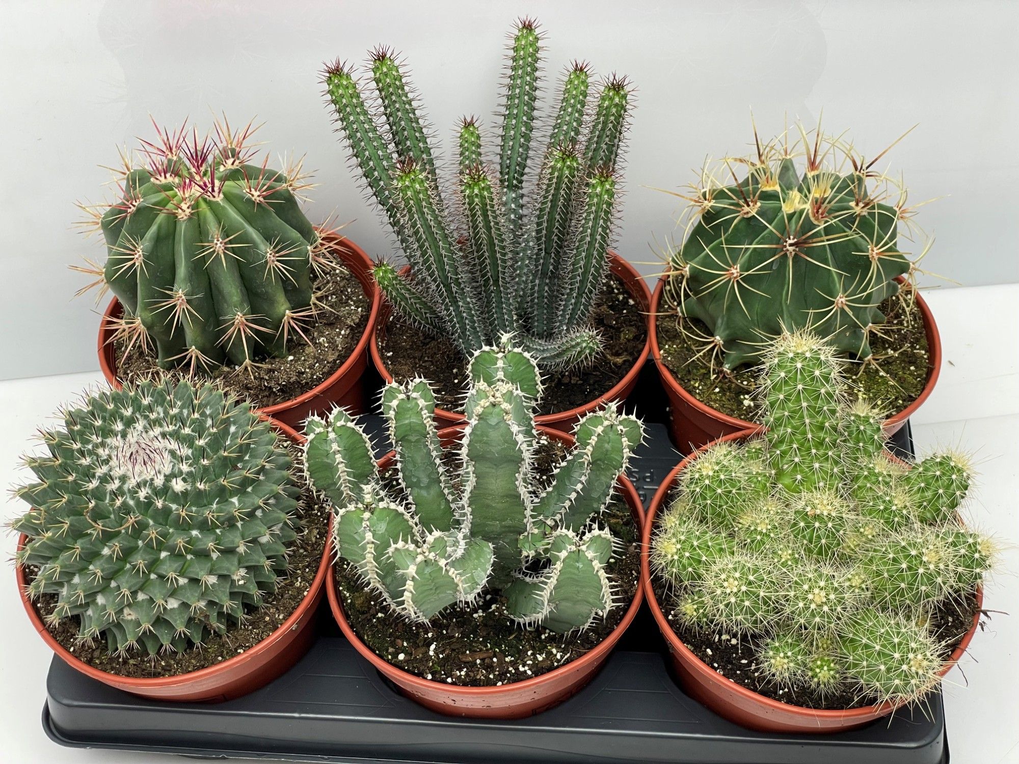 228 Cactus mix 15, D 15
