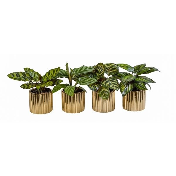 L 66259 With Calathea Mix 6 cm, D 6 cm L 66259 With Calathea Mix 6 cm, D 6 cm