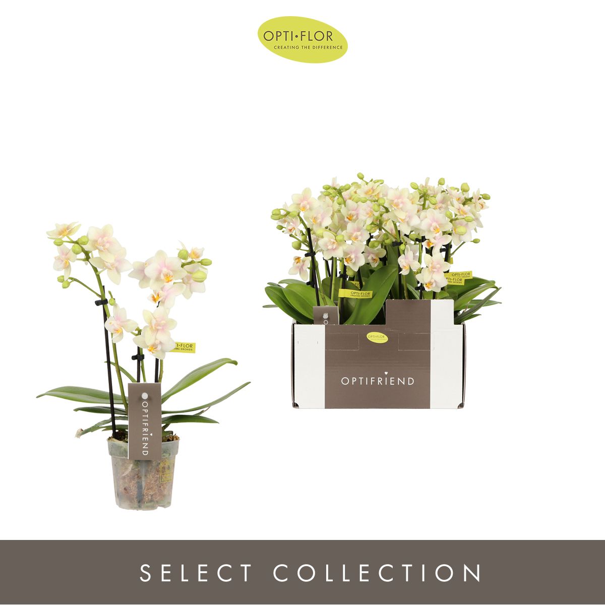 Optifriend Sara 3 spike, D 7 cm