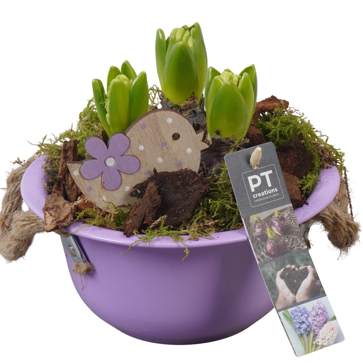 PTHC9103 Arrangement Hyacints in zink schaal, D 18