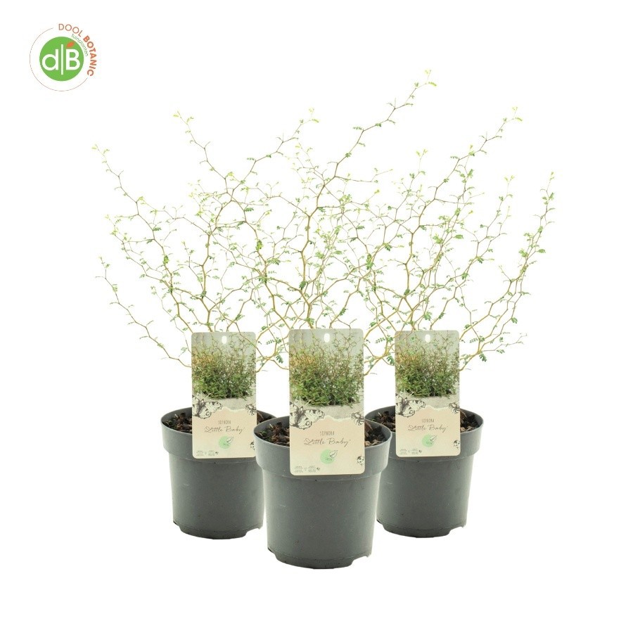 Sophora pros. 'Little Baby', D 15