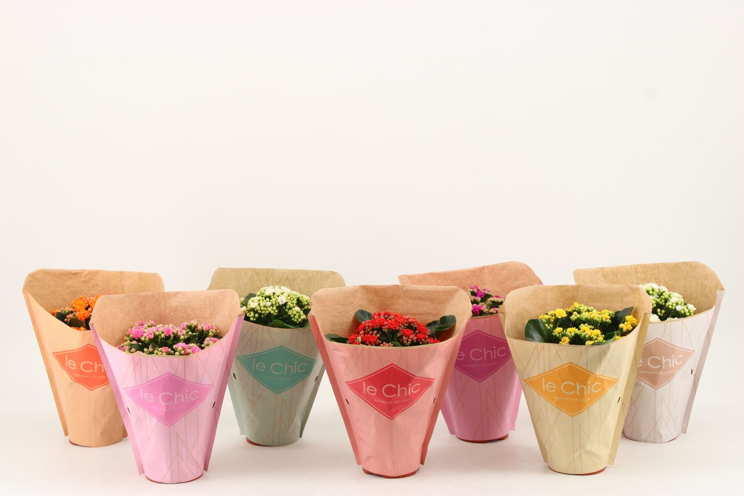 Kalanchoe Double, Eco Mix, D 10,5