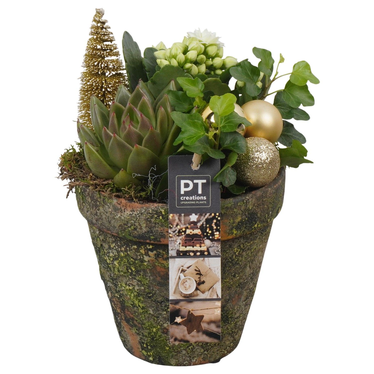 PTCHG5648 Arrangement Christmas Gold in terracotta pot, D 13 cm
