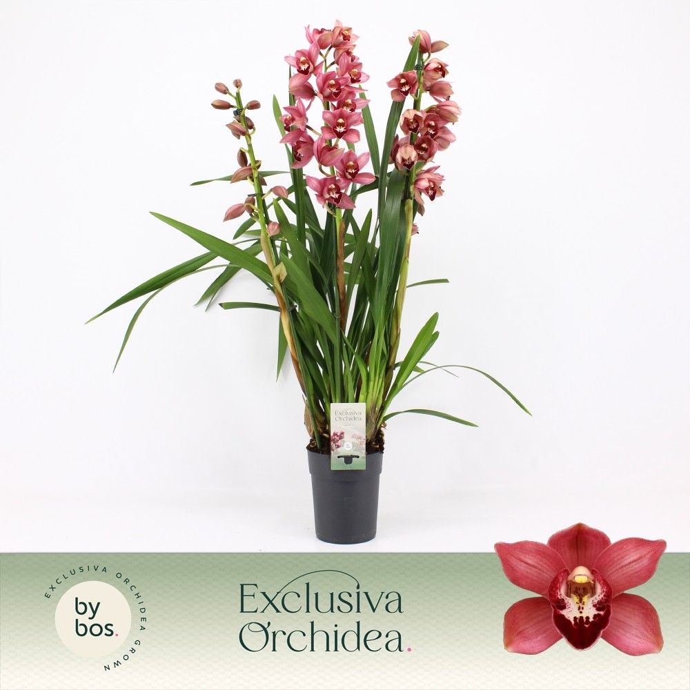 Cymbidium, Jolly Red 3-spike P14 'Exclusiva Orchidea', D 14