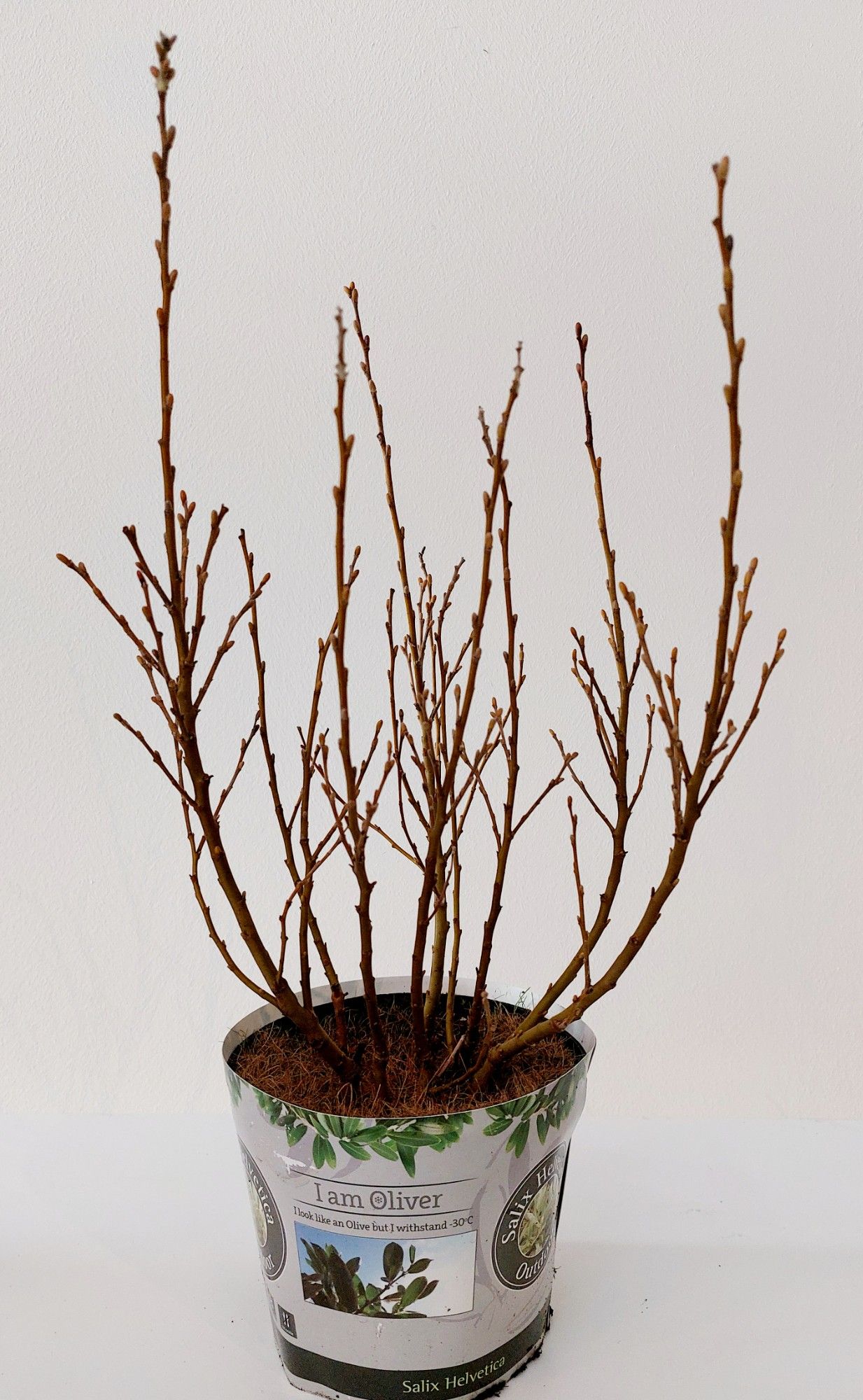 Salix Helvetica bush p17 potcover, D 17