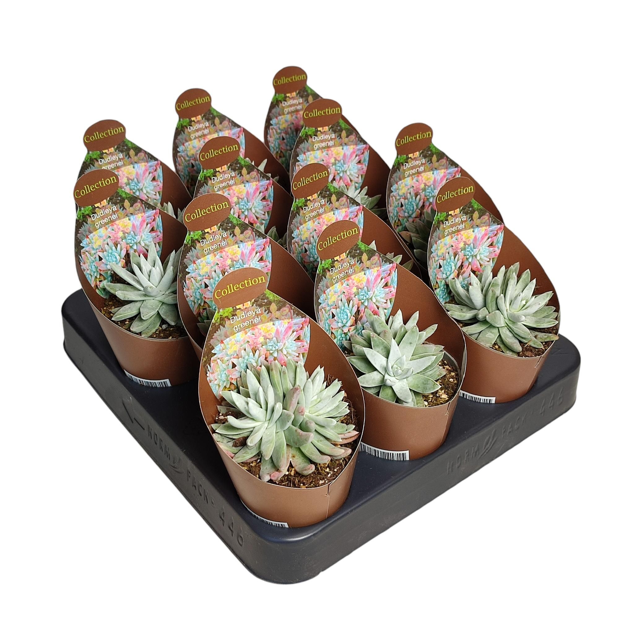 DUDLEYA GREENEI - POT Ø 6,5 - COLLECTION WITH POTCOVER (SUCCULENTEN), D 6,5