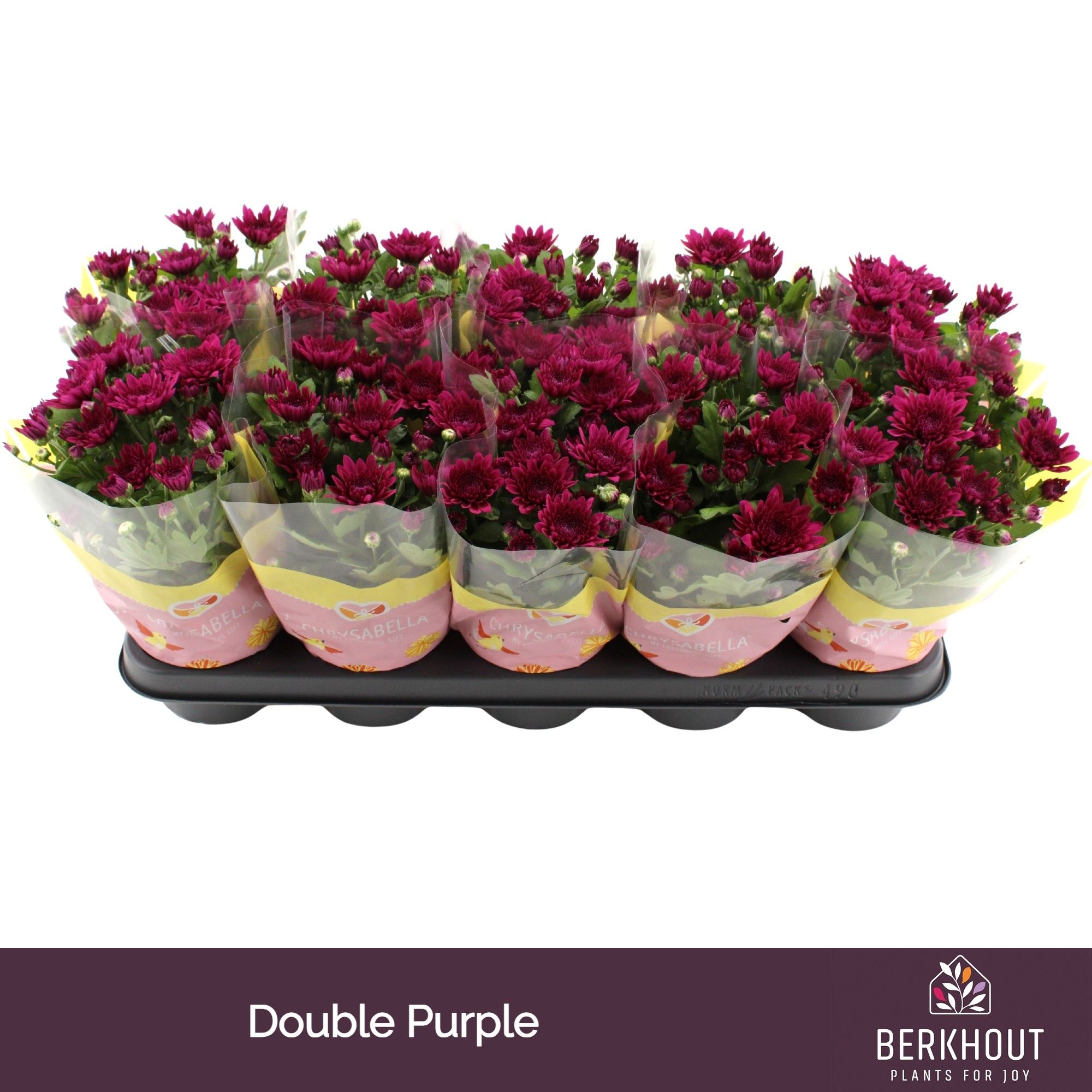 Chrysant Tourmalet, D 12