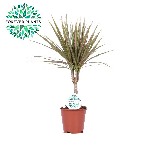 Dracaena Bicolor p14, D 14 cm