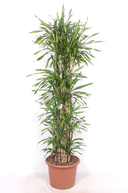 Dracaena Riki, D 45 cm
