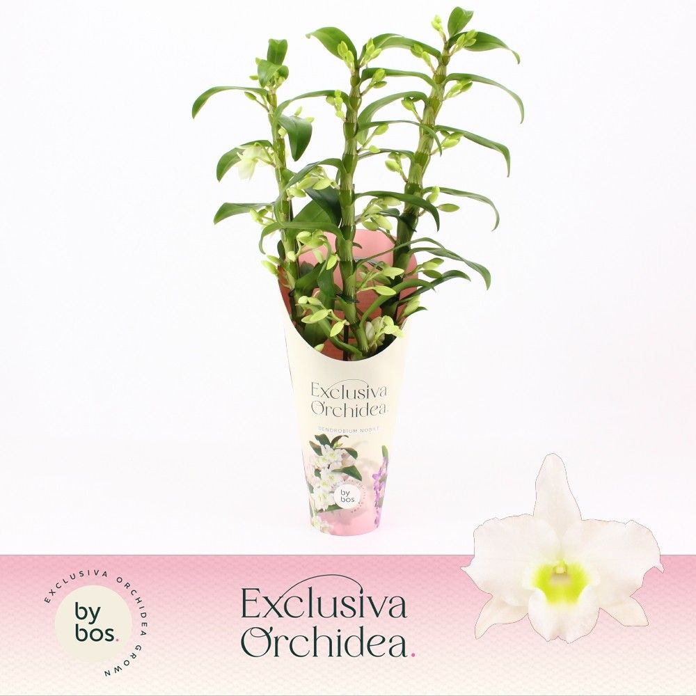 Dendrobium Nobilé, Apollon 3-spike 'Exclusiva Orchidea' Potcover, D 12