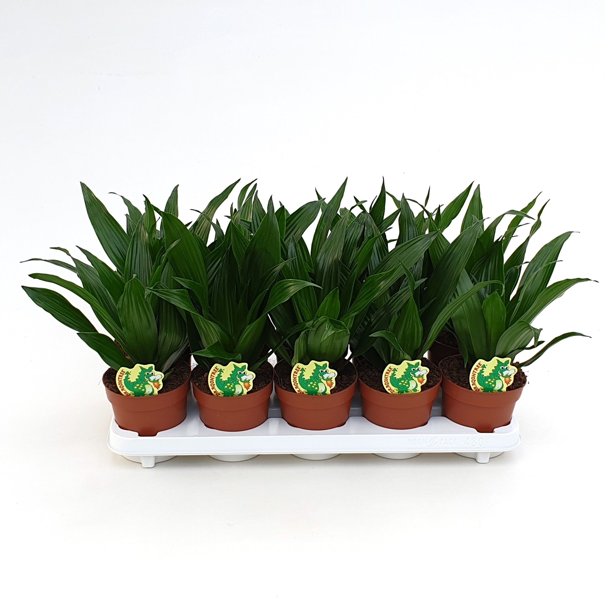 Dracaena Green Jewel, D 12