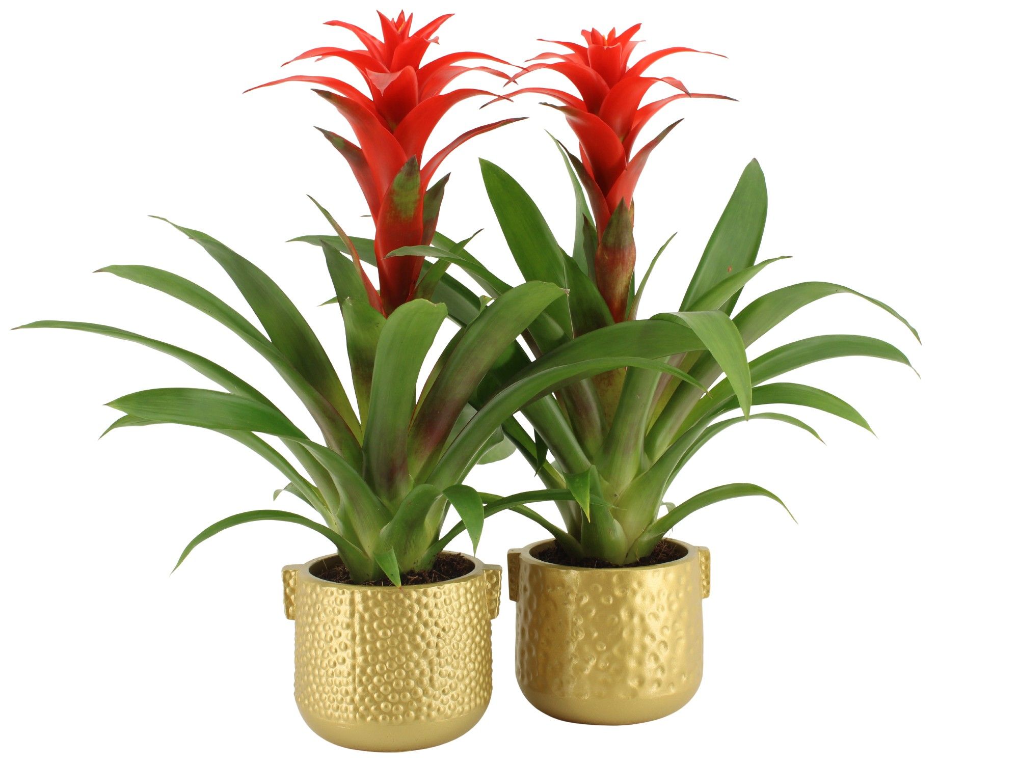 6501289: Solutionss X-mas, D 12