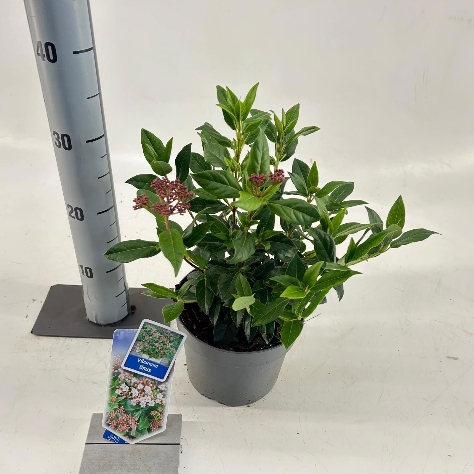 Viburnum tinus, D 17