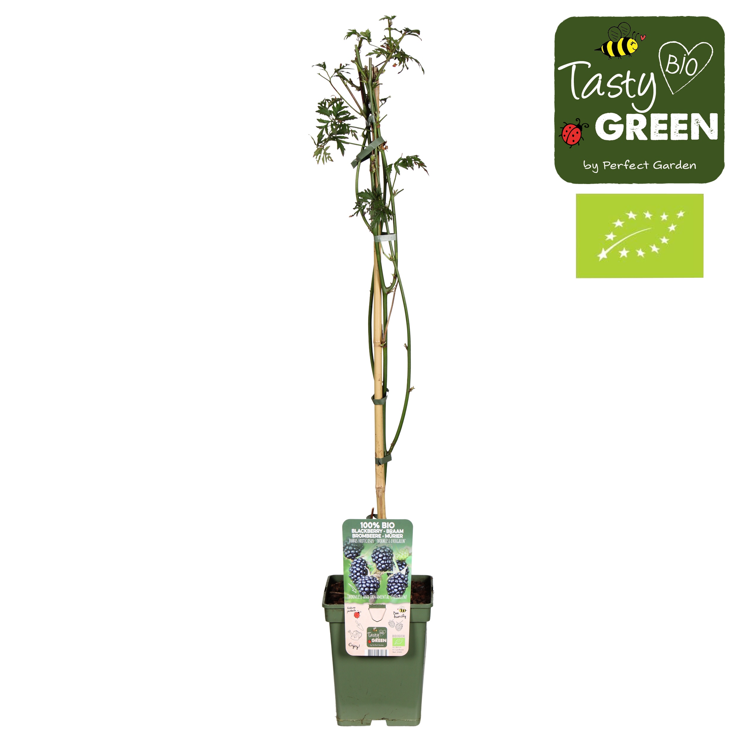 Rubus fruticosus 'Thornless Evergreen' Bio P23, D 23
