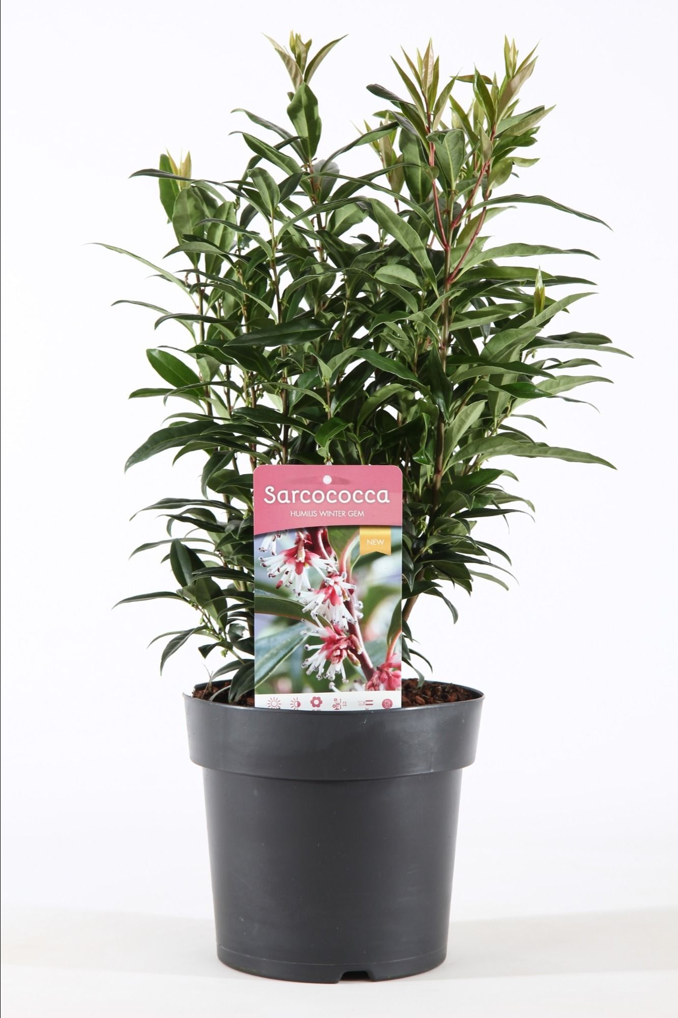 Sarcococca hum. 'Winter Gem'® P21/C4.6, D 21