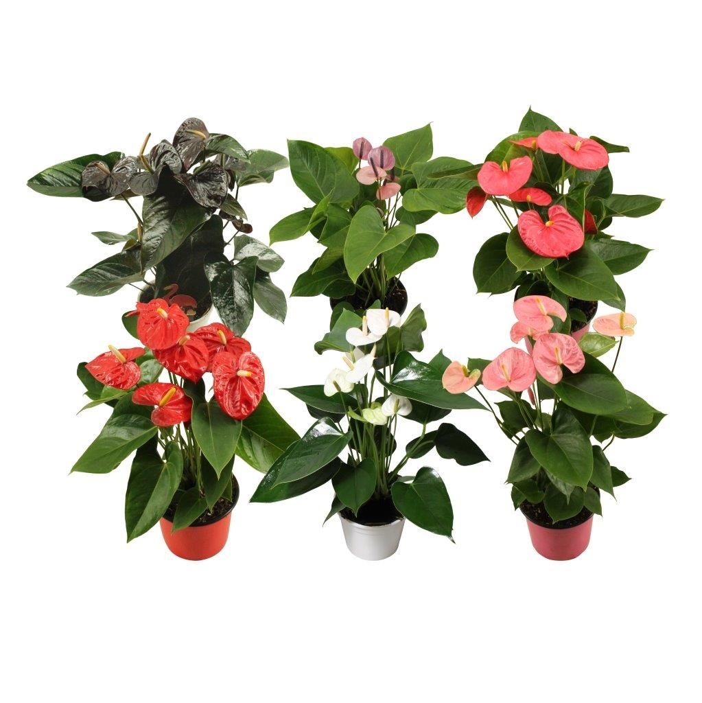 Anthurium Flamingomix 14cm rood-roze-wit-zwart-lichtroze-paars, D 14
