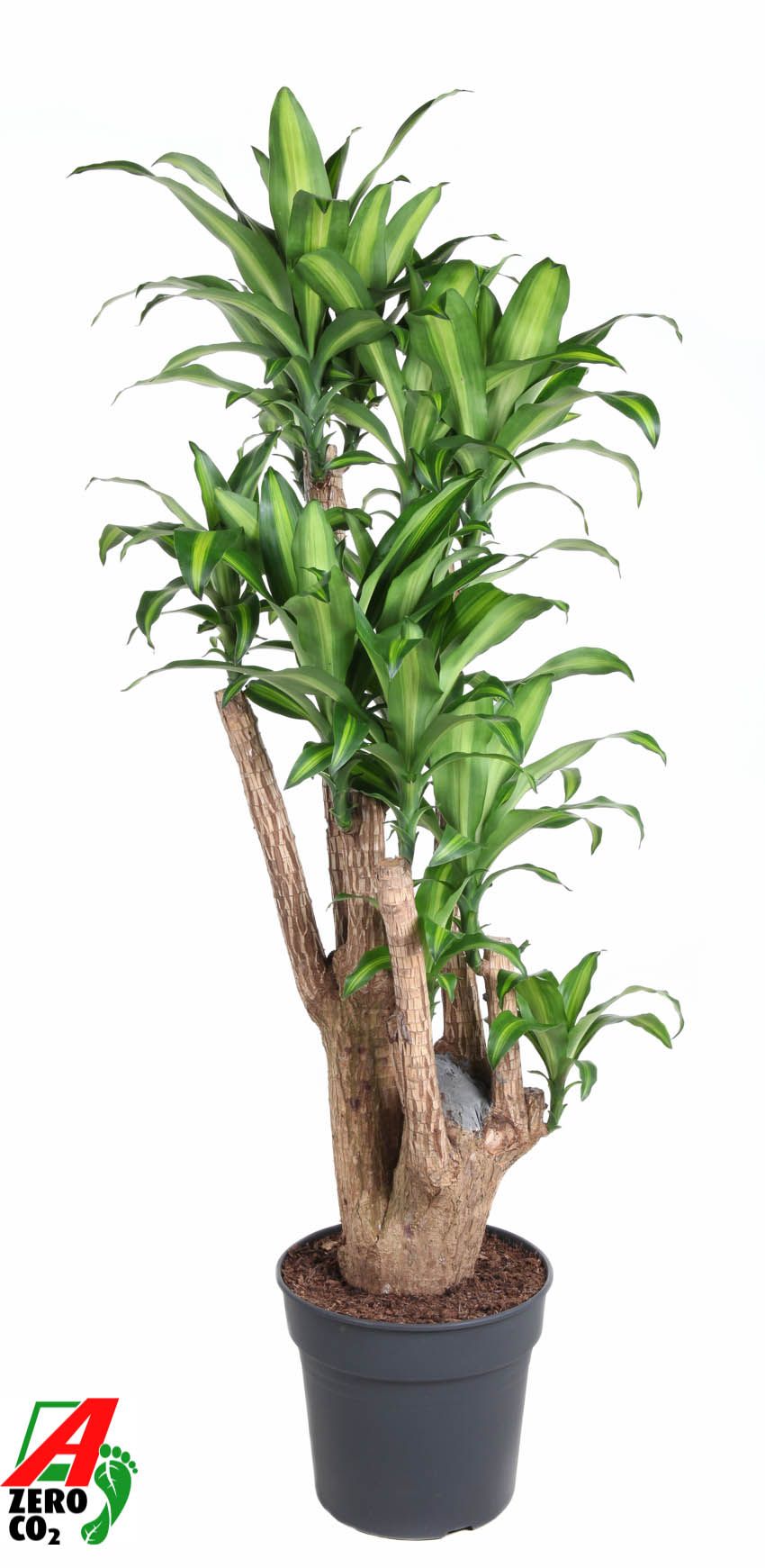 Massangeana vertakt P34 - 4ft, D 34