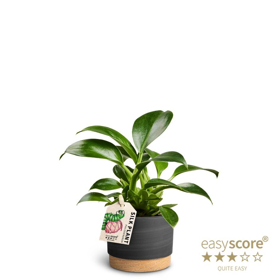 Woodbase Liquorice, Philodendron Green Princess, D 7