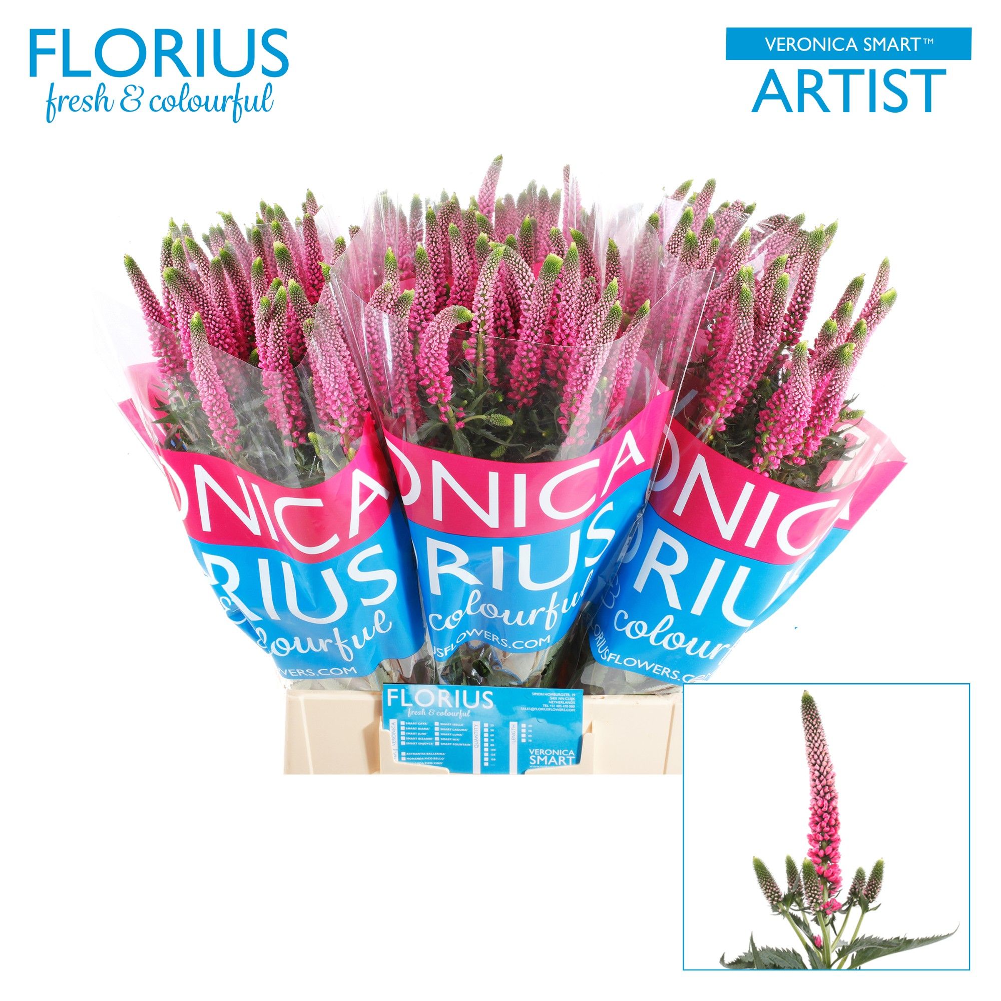 Вероника Смарт Артист 50, шт.