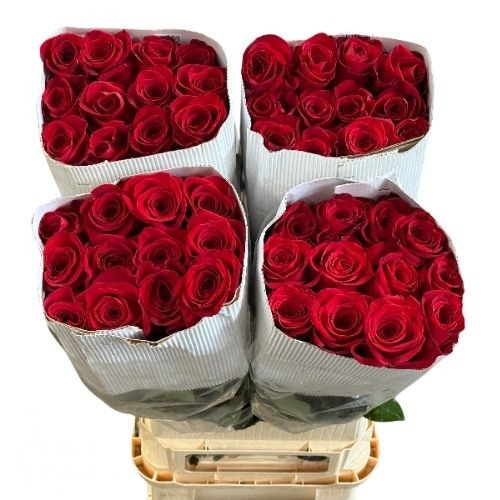 Роза од. Фридом 100, шт.